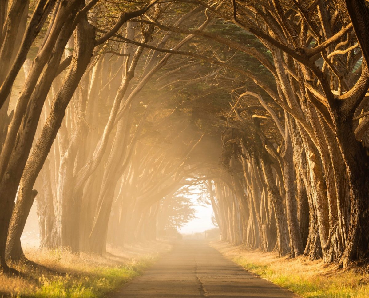 Road through a grove of trees
